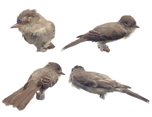 Eastern Wood Pewee